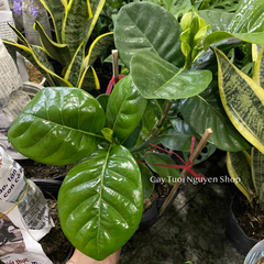 CÂY LÀI THIÊN HƯƠNG GIỐNG MỚI, hoa rất thơm ,(cao 25cm), Hoa giống cảnh sân vườn, ban công, dễ trồng GIÁ RẺ, nở quanh năm, Cây Tươi Nguyên CTN1300
