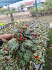 CÂY GẤM HẢI ĐƯỜNG, (cao 20cm), cây phong thủy hút tài lộc để bàn mini GIÁ RẺ, lọc không khí, Cây Tươi Nguyên CTN0230