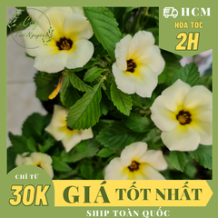 CÂY HOA DỪA KEM, (cao 20cm), Cây cảnh, dễ trồng GIÁ RẺ, nở quanh năm, Cây Tươi Nguyên CTN0270