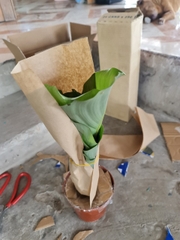 CÂY ĐUÔI CÔNG Táo xanh, (cao 35cm), cây phong thủy hút tài lộc để bàn mini GIÁ RẺ, lọc không khí, Cây Tươi Nguyên CTN0080