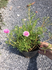 CÂY HOA MƯỜI GIỜ MỸ KÉP, (cao 20cm), Cây cảnh, dễ trồng GIÁ RẺ, nở quanh năm, Cây Tươi Nguyên CTN0530