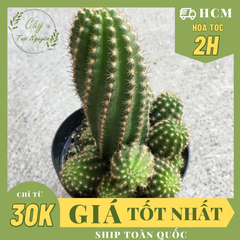 CÂY XƯƠNG RỒNG ECHINO, (cao 7cm), cây phong thủy hút tài lộc để bàn mini GIÁ RẺ, lọc không khí, Cây Tươi Nguyên CTN0620