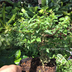 CÂY HỒNG NGỌC MAI BONSAI (1 gốc bonsai), (cao 20cm), cây cảnh trồng sân vườn, làm bonsai tiểu cảnh, dễ trồng GIÁ RẺ, lọc không khí, Cây Tươi Nguyên