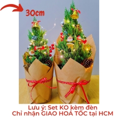 [GIAO HOẢ TỐC] CÂY SƠN TÙNG, (cao 30-40cm), cây Noel mini, cây Noel thật để bàn, cây Giáng sinh, Cây Tươi Nguyên CTN0720