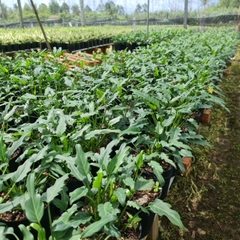 CÂY TRẦU BÀ CHÂN VỊT, (cao 15cm), cây phong thủy hút tài lộc để bàn mini GIÁ RẺ, lọc không khí, Cây Tươi Nguyên CTN0560