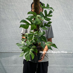 [CHỈ GIAO HOẢ TỐC] CÂY MONSTERA LEO TRƯỞNG THÀNH- SẴN TRỤ ,(cao 80-100cm), cây cảnh decor, cây trang trí nhà nội thất, khoẻ đẹp, GIÁ RẺ, lọc không khí, Cây Tươi Nguyên CTN1549