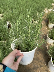 GIỐNG CÂY HƯƠNG THẢO (Rosemary), (cao 15-20cm), thuần khí hậu nóng Sài Gòn, cây hương liệu, Cây Tươi Nguyên CTN0750