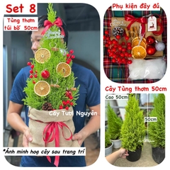 [GIAO NHANH] CÂY SƠN TÙNG SIZE L,(cao 60cm), cây Noel mini, cây Noel thật để bàn, cây Giáng sinh, Cây Tươi Nguyên