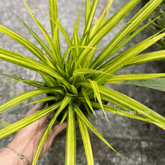 CÂY LÁ DỨA THÁI SỌC VÀNG, (cao 20cm), cây giống trồng cảnh trang trí sân vườn, ban công, dễ trồng GIÁ RẺ, Cây Tươi Nguyên
