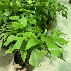 CÂY TRẦU BÀ LÁ XẺ LEO MONSTERA MINI, (cao 25cm), cây cảnh Trong nhà, kiểng lá mini để bàn đẹp, GIÁ RẺ, Cây Tươi Nguyên