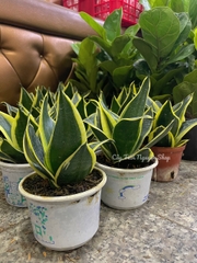 CÂY LƯỠI HỔ BÚP SEN, (cao 10cm), Màu Xanh, cây cảnh Trong nhà, kiểng lá mini để bàn Văn phòng đẹp, GIÁ RẺ, Cây Tươi Nguyên