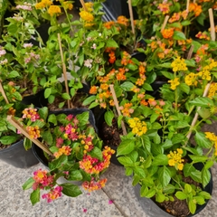 [CHỈ GIAO HCM] CÂY HOA NGŨ SẮC NHIỀU MÀU, (cao 15cm), Cây cảnh, dễ trồng GIÁ RẺ, nở quanh năm, Cây Tươi Nguyên CTN0870