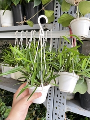 CÂY CẨM CÙ TRÚC MÂY Size MINI, (cao 10cm), Cây cảnh, dễ trồng GIÁ RẺ, nở quanh năm, Cây Tươi Nguyên CTN0950