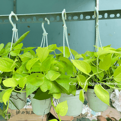 [CHẬU TREO] CÂY TRẦU BÀ THÁI VÀNG mini ,(cao 10cm), cây cảnh Trong nhà, kiểng lá để bàn, GIÁ RẺ, Cây Tươi Nguyên CTN1452