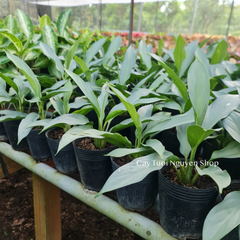 [GIỐNG MỚI] CÂY KIẾM BẠC ,(cao 20cm), cây cảnh Trong nhà, kiểng lá mini để bàn Văn phòng đẹp, GIÁ RẺ, Cây Tươi Nguyên