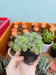 CÂY XƯƠNG RỒNG MINI ĐỒNG GIÁ, Size bé 3~5cm, NHIỀU LOẠI cây trang trí bàn, lọc không khí, dễ trồng, Cây Tươi Nguyên