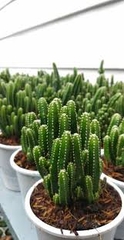 [Mua 2 giảm 15K ship] CÂY XƯƠNG RỒNG THANH SƠN (THÁP CHÀM) ,(cao 10cm), cây phong thủy hút tài lộc để bàn mini GIÁ RẺ, lọc không khí, Cây Tươi Nguyên CTN0160