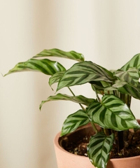 CÂY ĐUÔI CÔNG XANH VẰN (Calathea Freddie), (cao 15cm), cây cảnh Trong nhà, kiểng lá mini để bàn Văn phòng đẹp, GIÁ RẺ, lọc không khí, Cây Tươi Nguyên CTN1516