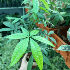 CÂY KIM NGÂN THÂN XOẮN, (cao 25cm), cây cảnh Trong nhà, kiểng lá mini để bàn Văn phòng đẹp, GIÁ RẺ, Cây Tươi Nguyên