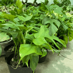 CÂY TRẦU BÀ LÁ XẺ LEO MONSTERA MINI, (cao 25cm), cây cảnh Trong nhà, kiểng lá mini để bàn đẹp, GIÁ RẺ, Cây Tươi Nguyên