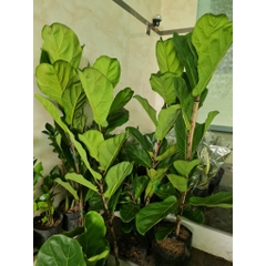 CÂY BÀNG SINGAPORE LỚN, (cao 100-120cm), phong thuỷ để bàn mini GIÁ RẺ, lọc không khí, Cây Tươi Nguyên CTN0172