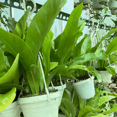 [CHẬU TREO] CÂY Ổ PHỤNG (TỔ QUẠ) mini, (cao 10cm), cây cảnh Trong nhà, kiểng lá để bàn, GIÁ RẺ, Cây Tươi Nguyên CTN1453