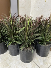 CÂY ÁNH DƯƠNG (HỒNG PHÁT TÀI), (cao 20cm), cây phong thủy hút tài lộc để bàn mini GIÁ RẺ, lọc không khí, Cây Tươi Nguyên CTN1050