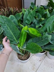 CÂY TRẦU BÀ ĐẾ VƯƠNG Xanh,(cao 30cm), cây phong thủy hút tài lộc để bàn mini GIÁ RẺ, lọc không khí, Cây Tươi Nguyên CTN0020