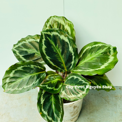 CÂY ĐUÔI CÔNG VÂN TRẮNG XANH (Calathea Medallion), (cao 15cm), cây cảnh Trong nhà, kiểng lá mini để bàn Văn phòng đẹp, GIÁ RẺ, lọc không khí, Cây Tươi Nguyên CTN1517