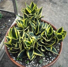 CÂY LƯỠI HỔ BÚP SEN, (cao 10cm), Màu Xanh, cây cảnh Trong nhà, kiểng lá mini để bàn Văn phòng đẹp, GIÁ RẺ, Cây Tươi Nguyên
