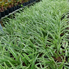 CÂY CỎ LAN CHI ,(cao 7cm), cây phong thủy hút tài lộc để bàn mini GIÁ RẺ, lọc không khí, Cây Tươi Nguyên CTN0550