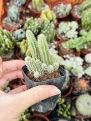 CÂY XƯƠNG RỒNG MINI ĐỒNG GIÁ, Size bé 3~5cm, NHIỀU LOẠI cây trang trí bàn, lọc không khí, dễ trồng, Cây Tươi Nguyên