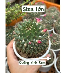 CÂY XƯƠNG RỒNG SINH NHẬT, (cao 5cm), cây phong thủy hút tài lộc để bàn mini GIÁ RẺ, lọc không khí, Cây Tươi Nguyên CTN0820