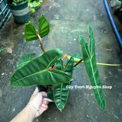 CÂY HẠC CAM Philodendron Billietiae ,(cao 25-30cm), cây cảnh Trong nhà, kiểng lá mini để bàn Văn phòng đẹp, GIÁ RẺ, lọc không khí, Cây Tươi Nguyên CTN1548