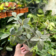 CÂY BÌNH AN ,(cao 15cm), cây cảnh Trong nhà, kiểng lá mini để bàn Văn phòng đẹp, GIÁ RẺ, lọc không khí, Cây Tươi Nguyên CTN1551