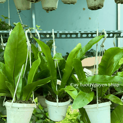 [CHẬU TREO] CÂY Ổ PHỤNG (TỔ QUẠ) mini, (cao 10cm), cây cảnh Trong nhà, kiểng lá để bàn, GIÁ RẺ, Cây Tươi Nguyên CTN1453