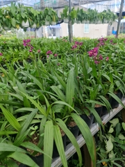 CÂY HOA ĐỊA LAN TÍM ,(cao 15cm), Cây cảnh, dễ trồng GIÁ RẺ, nở quanh năm, Cây Tươi Nguyên CTN0590