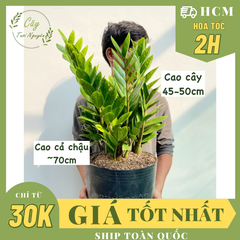[CHỈ GIAO HCM] CÂY KIM TIỀN SIZE LỚN ,(cao 50cm), cây cảnh Trong nhà, kiểng lá decor, GIÁ RẺ, lọc không khí, Cây Tươi