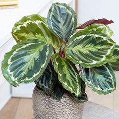 CÂY ĐUÔI CÔNG VÂN TRẮNG XANH (Calathea Medallion), (cao 15cm), cây cảnh Trong nhà, kiểng lá mini để bàn Văn phòng đẹp, GIÁ RẺ, lọc không khí, Cây Tươi Nguyên CTN1517