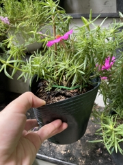 CÂY HOA MƯỜI GIỜ MỸ ĐƠN, (cao 20cm), Cây cảnh, dễ trồng GIÁ RẺ, nở quanh năm, Cây Tươi Nguyên CTN0670
