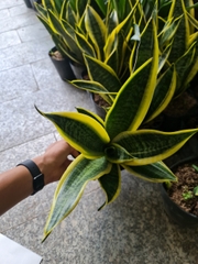 CÂY LƯỠI HỔ THÁI VIỀN VÀNG, (cao 25cm), cây phong thủy hút tài lộc để bàn mini GIÁ RẺ, lọc không khí, Cây Tươi Nguyên CTN0050