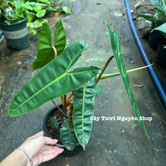 CÂY HẠC CAM Philodendron Billietiae ,(cao 25-30cm), cây cảnh Trong nhà, kiểng lá mini để bàn Văn phòng đẹp, GIÁ RẺ, lọc không khí, Cây Tươi Nguyên CTN1548