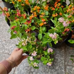[CHỈ GIAO HCM] CÂY HOA NGŨ SẮC NHIỀU MÀU, (cao 15cm), Cây cảnh, dễ trồng GIÁ RẺ, nở quanh năm, Cây Tươi Nguyên CTN0870