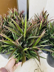 CÂY ÁNH DƯƠNG (HỒNG PHÁT TÀI), (cao 20cm), cây phong thủy hút tài lộc để bàn mini GIÁ RẺ, lọc không khí, Cây Tươi Nguyên CTN1050
