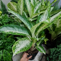 CÂY HUY HOÀNG, (cao 40cm), cây phong thủy hút tài lộc để bàn mini GIÁ RẺ, lọc không khí, Cây Tươi Nguyên CTN0770