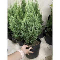 [GIAO HOẢ TỐC] CÂY SƠN TÙNG, (cao 30-40cm), cây Noel mini, cây Noel thật để bàn, cây Giáng sinh, Cây Tươi Nguyên CTN0720