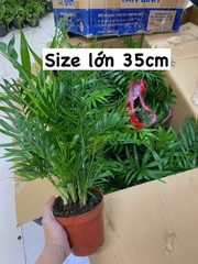[Mua 2 giảm 15K ship] CÂY CAU TIỂU TRÂM, (cao 15cm), cây phong thủy hút tài lộc để bàn mini GIÁ RẺ, lọc không khí, Cây Tươi Nguyên CTN0010