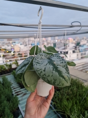 CÂY TRẦU BÀ LỤA GIỎ TREO Size Mini,(cao 10cm), cây phong thủy hút tài lộc để bàn mini GIÁ RẺ, lọc không khí, Cây Tươi Nguyên CTN1060