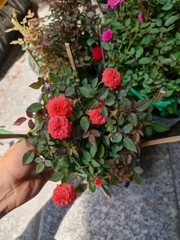 CÂY HOA HỒNG TỶ MUỘI 3 MÀU, (cao 15cm), Cây cảnh, dễ trồng GIÁ RẺ, nở quanh năm, Cây Tươi Nguyên CTN0910