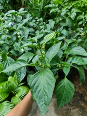 [CHỈ GIAO HCM] CÂY ỚT CHUÔNG ĐÀ LẠT, ỚT NGỌT (cao 25cm), trồng sẵn phát triển ổn định, mau thu hoạch Cây Tươi Nguyên